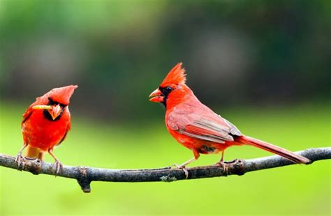 13 Birds With Crests Of North America Inc Awesome Photos Birds Advice