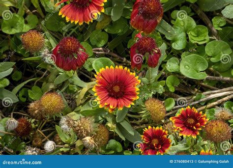 Firewheel Blanket Flower Gaillardia Pulchella Plants In Bloom Stock