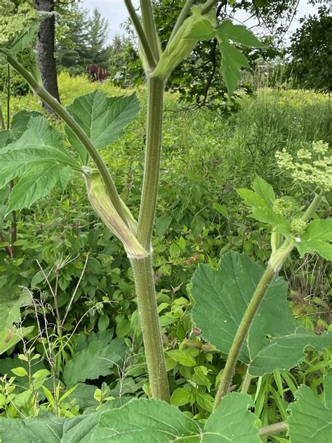 Cow Parsnip Important Native Or Nemesis Natural Areas Notebook