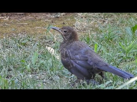 Ptice Hrvatske Kos Mladi Turdus Merula Birds Of Croatia