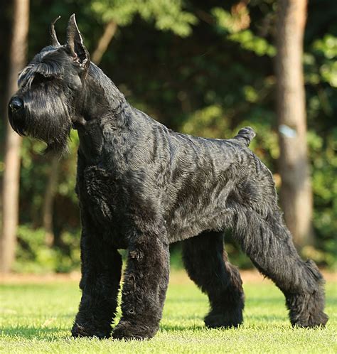 Giant Schnauzer - Dogs breeds | Pets