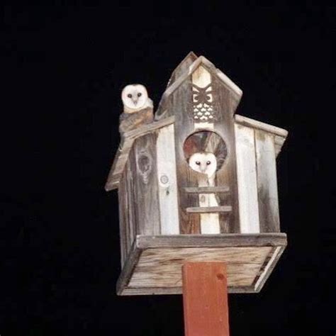 Beautiful Owl Nesting Barn4 Barns Available Now Local Pick Up Only