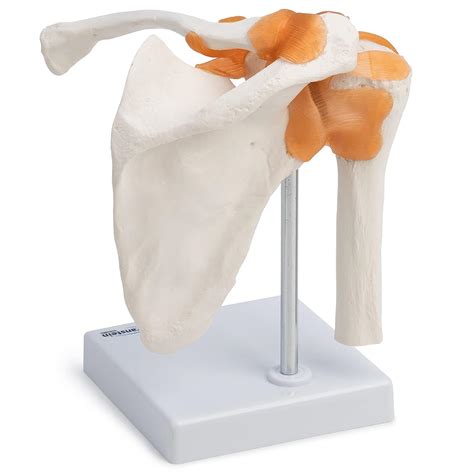 Buy Wellden Product Medical Anatomical Human Functional Shoulder Joint