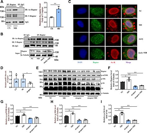 Inhibition of mitochondrial fatty acid β oxidation activates mTORC1