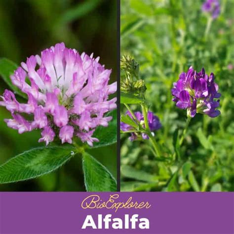 Alfalfa Flower Medicago Sativa Lucerne Hay Fun Facts