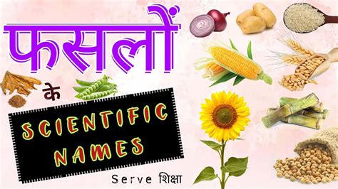 Scientific Names Of Crops La01w Youtube