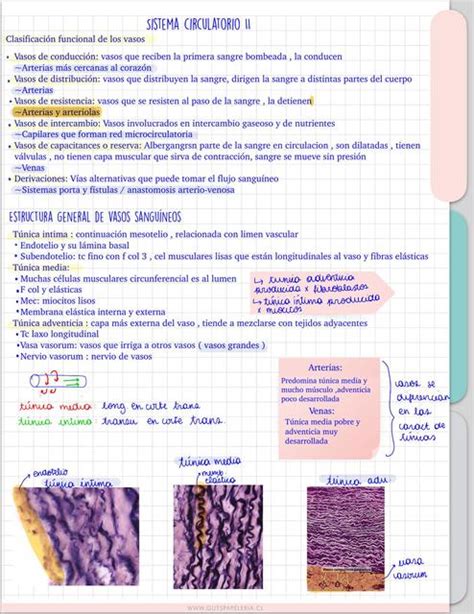 Sistema Circulatorio Histolog A Javiteeth Udocz