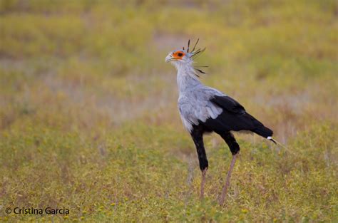 Secretary Bird Facts: Diet, Breeding, Behavior - Travel For Wildlife