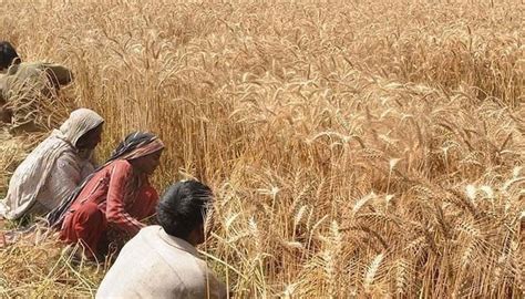 Wheat Sowing Gains Momentum In Punjab Amid Govt Support