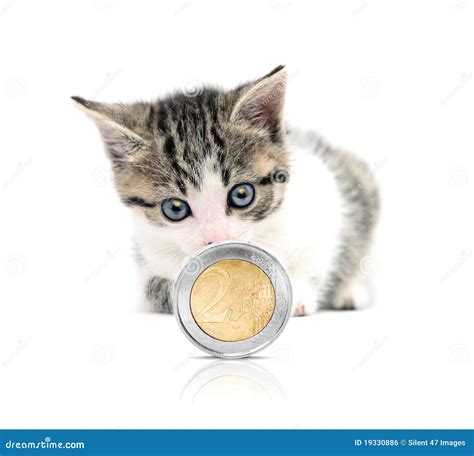 Cat And Money Royalty Free Stock Image - Image: 19330886