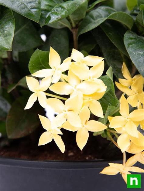 Buy Ixora Dwarf Yellow Plant Online From Nurserylive At Lowest Price