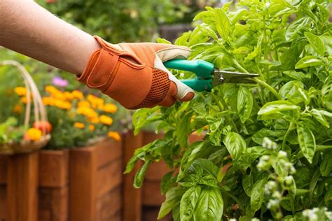 Gartenarbeit Im August F R Gesunde Und Gepflegte Pflanzen