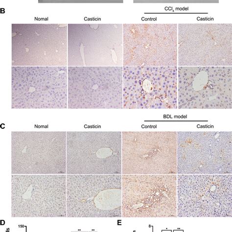 Effect Of Casticin On Cell Proliferation And Apoptosis Of LX2 Cells