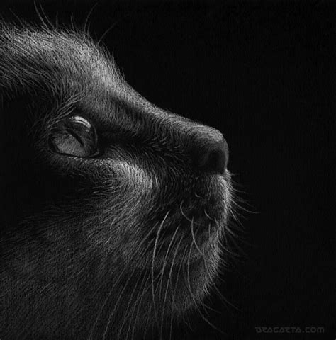 Pencil Drawings Of Black Cats - pencildrawing2019