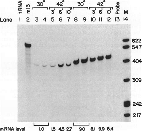 Schematic Of The Protein Fusions Used Construction Of The