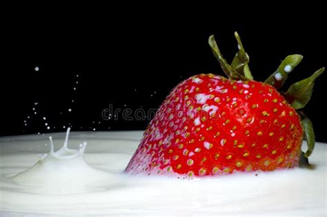 Milk Splash And Strawberry Stock Photo Image Of Liquid 2468992