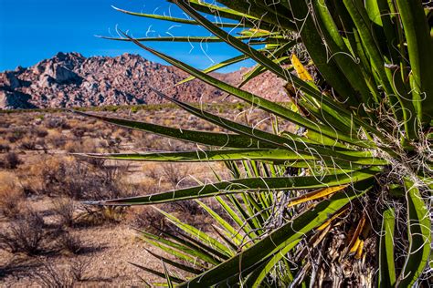 Desert Yucca | Detail of a yucca growing in California's Mojave ...