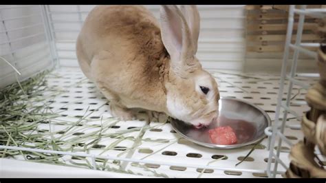 【asmr】 토끼의 수박주스 먹방 Rabbit Eating Watermelon Juice Asmr Youtube