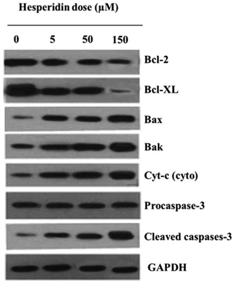 Hesperidin Exhibits In Vitro And In Vivo Antitumor Effects In Human