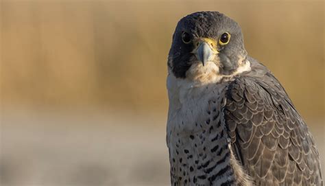 Great Backyard Bird Count Join Us Each February When The World Comes