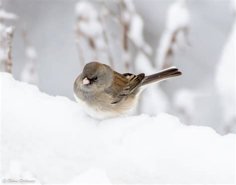 Birds in Snow — Blaine Rothauser Wildlife Photography