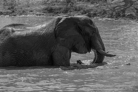 African Elephants Ray Brown Wildlife Photography Ray Brown Wildlife