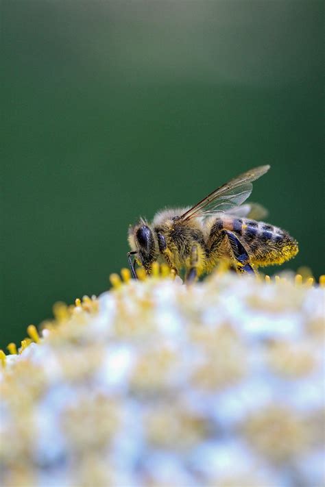 Honey Bee Pollination Insect Free Photo On Pixabay Pixabay