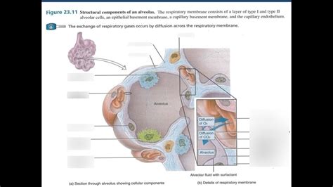 11 Diagram Of An Alveoli Diagram Quizlet