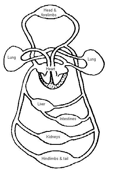 Circulatory System Fill In The Blank Diagram Circulatory Sys