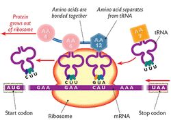 What are the differences between mRNA, rRNA, and tRNA? - A Guide To ...