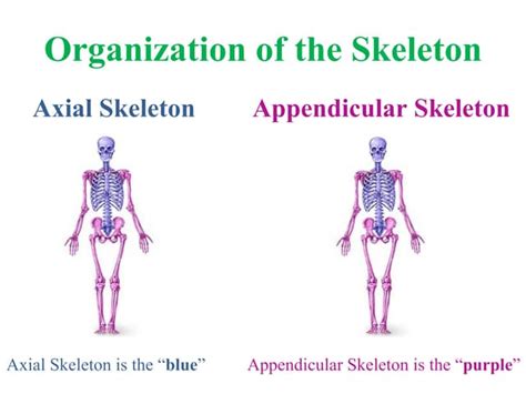 Appendicular Skeleton Ppt