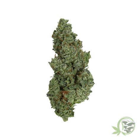 Buy White Truffle Indica Dominant Hybrid in Canada