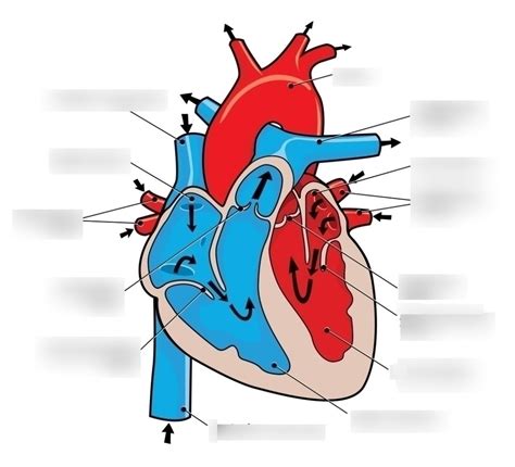 Aufbau Des Herzens Diagram Quizlet