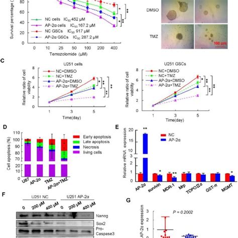 The Expression Levels Of Ap In Glioma Tissues And Cell Lines A