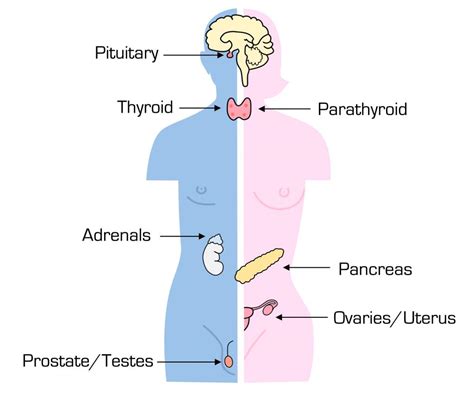 Endocrine System Organs And Their Function Diagram Endocrine