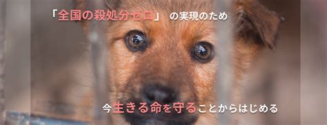 ピースワンコ・ジャパン｜犬の殺処分ゼロのためにできること│gooddoマガジン｜寄付・社会課題・sdgsに特化した情報メディア