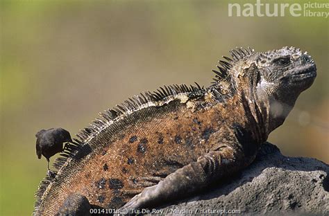 Stock Photo Of Marine Iguana Amblyrhynchus Cristatus With Small