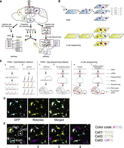 High Throughput Mapping Of Long Range Neuronal Projection Using In Situ