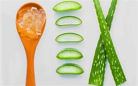 Different Benefits Of Aloe Vera The Sassy Bug