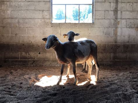 Recap 2019 Ohio Sheep And Hay Day Osu Sheep Team