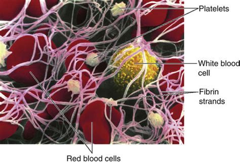 Medications That Affect Coagulation Basicmedical Key