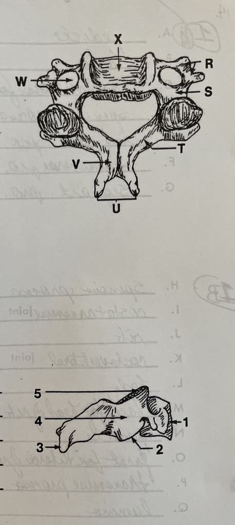 Typical Cervicle Vertebra Diagram Quizlet