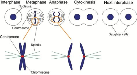 Centromere In Mitosis