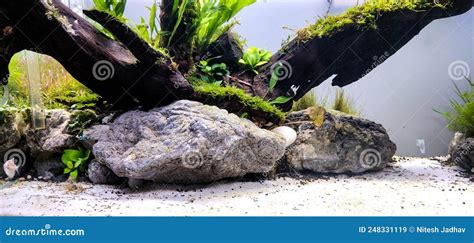 Freshwater Planted Aquarium (aquascape) with Live Plants and Driftwood ...