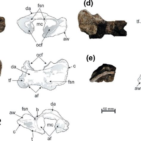 Atlas Of Lestodon Armatus UFSM 11535 A Cranial B Dorsal C