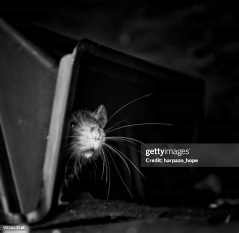 Baby Rat Photos and Premium High Res Pictures - Getty Images