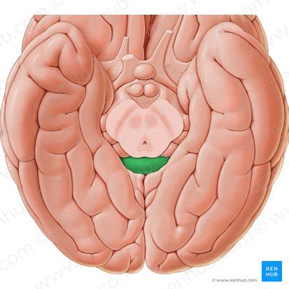 Corpus Callosum Anatomy Function And Clinical Aspects Kenhub