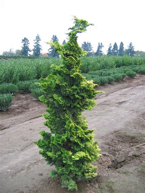 Chamaecyparis Obtusa Aurea From Neil Vanderkruk Holdings Inc