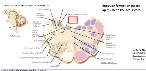 Reticular formation Diagram | Quizlet