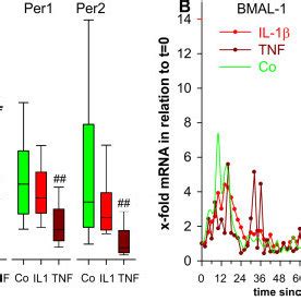 Modulation By Il And Tnf Of Mrna Of Clock Proteins Over Time